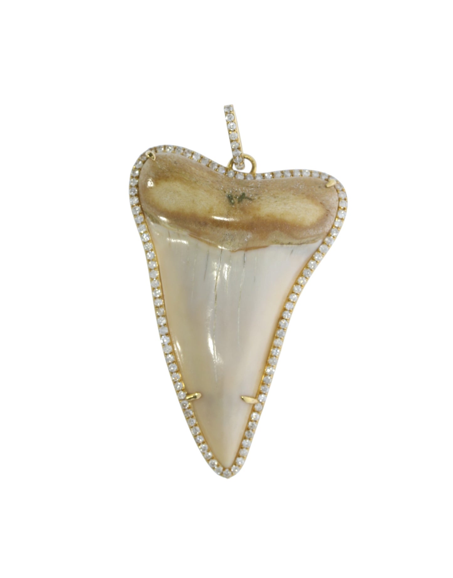 Shark Tooth Pendant
